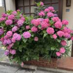 見事なあじさいが咲いているお家