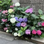 見事なあじさいが咲いているお家