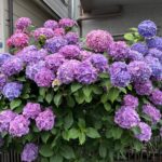 見事なあじさいが咲いているお家