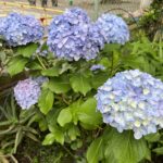 我が家のあじさい